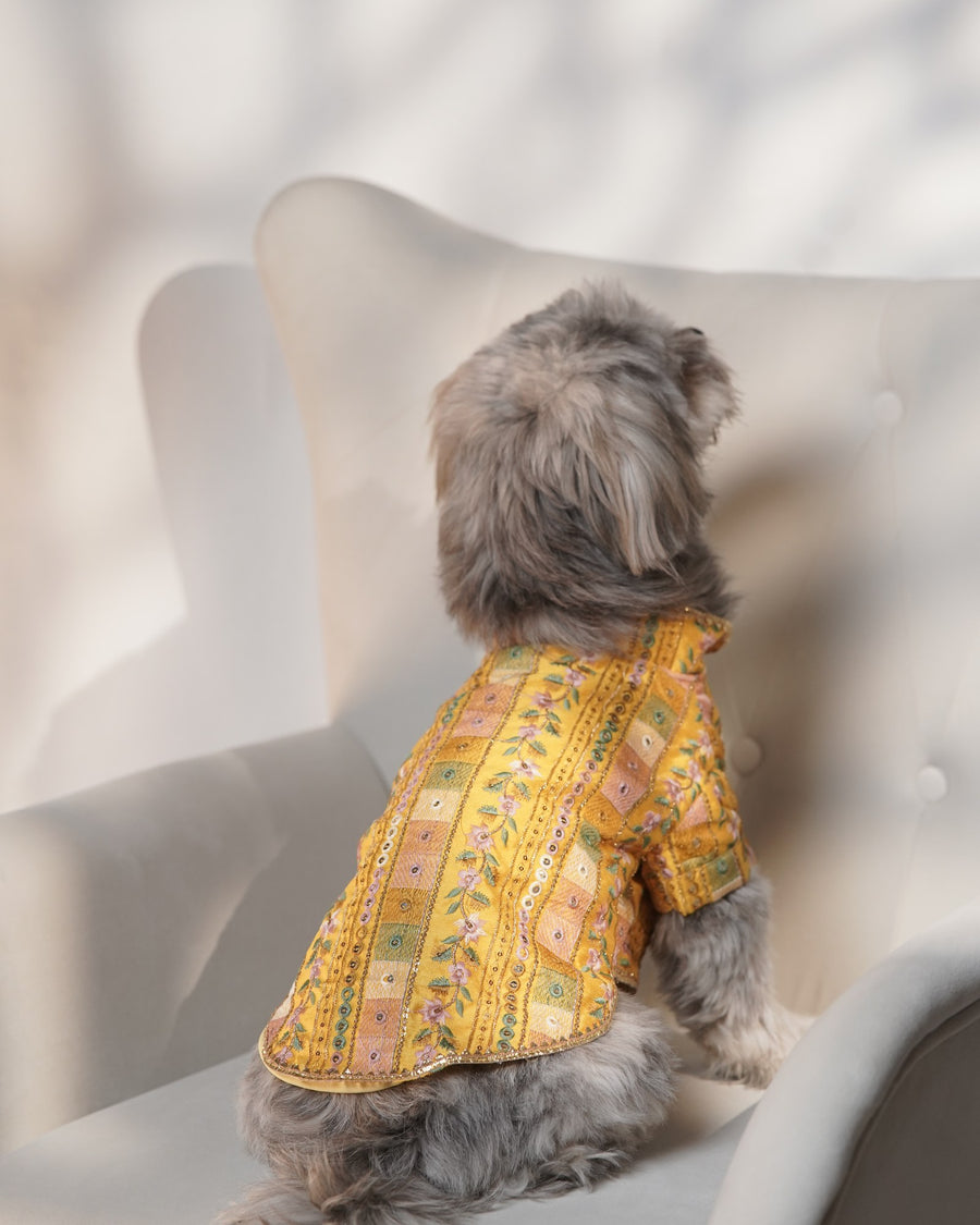 Mela Mustard dog kurta on a Shih Tzu