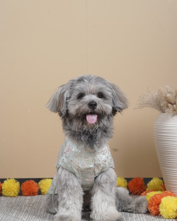 Careatic™ Pista Gulab Dog Kurta
