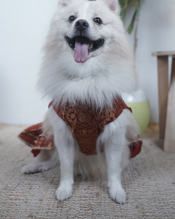 Careatic™ Sindoori Gold Dog Lehenga