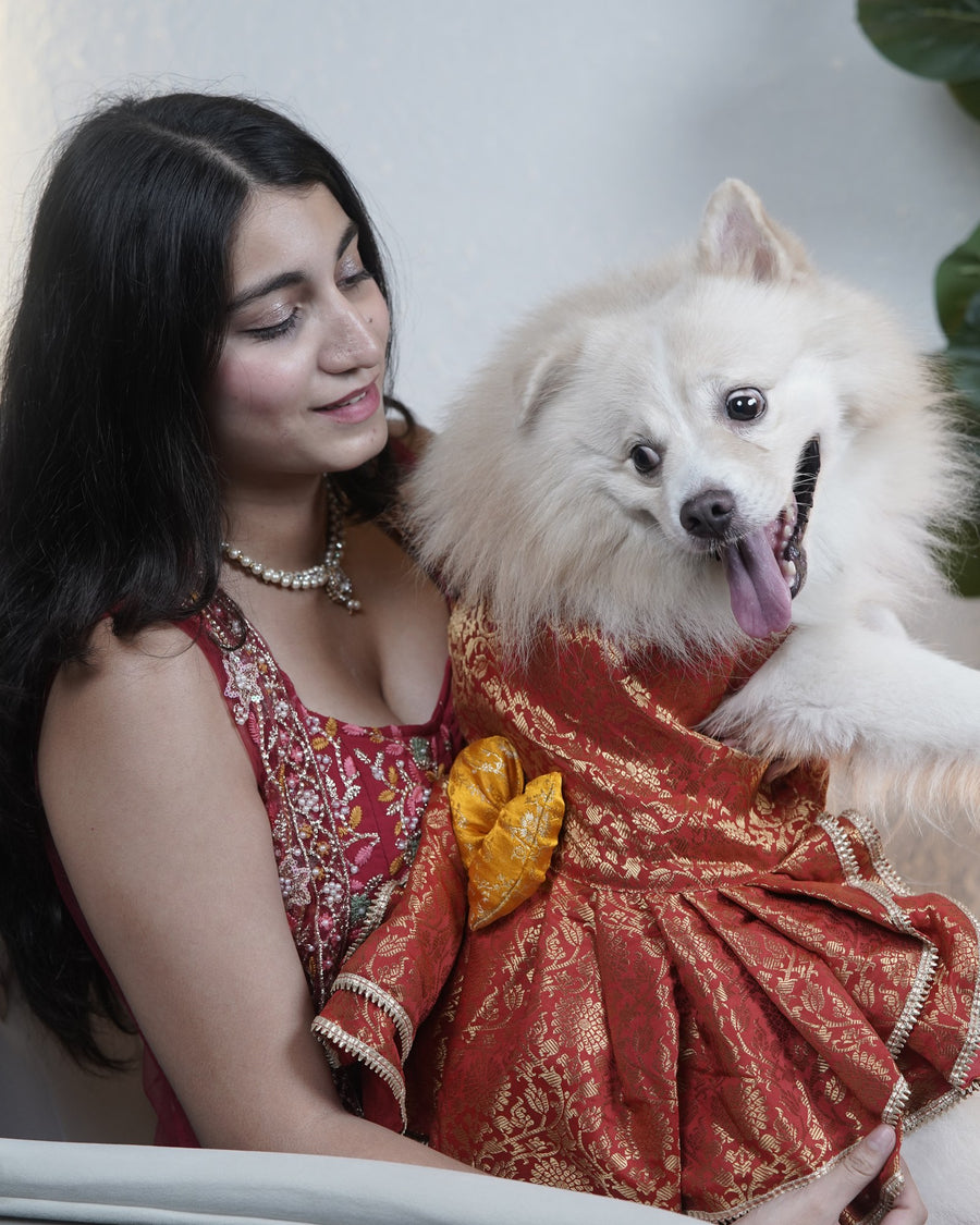 Sindoori Gold dog lehenga on an Indian Spitz