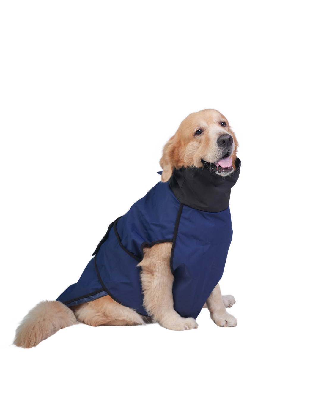 Golden Retriever dog raincoat - Careatic