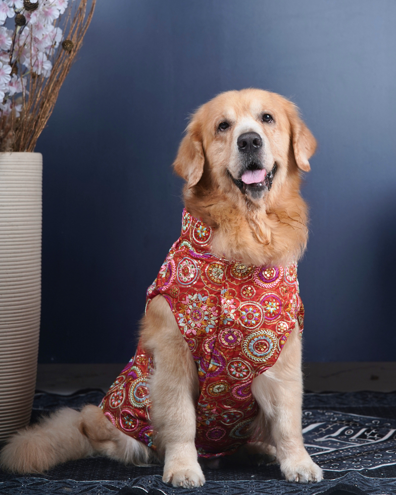 Careatic™ Royal Embroidered Dog Kurta for Golden Retriever