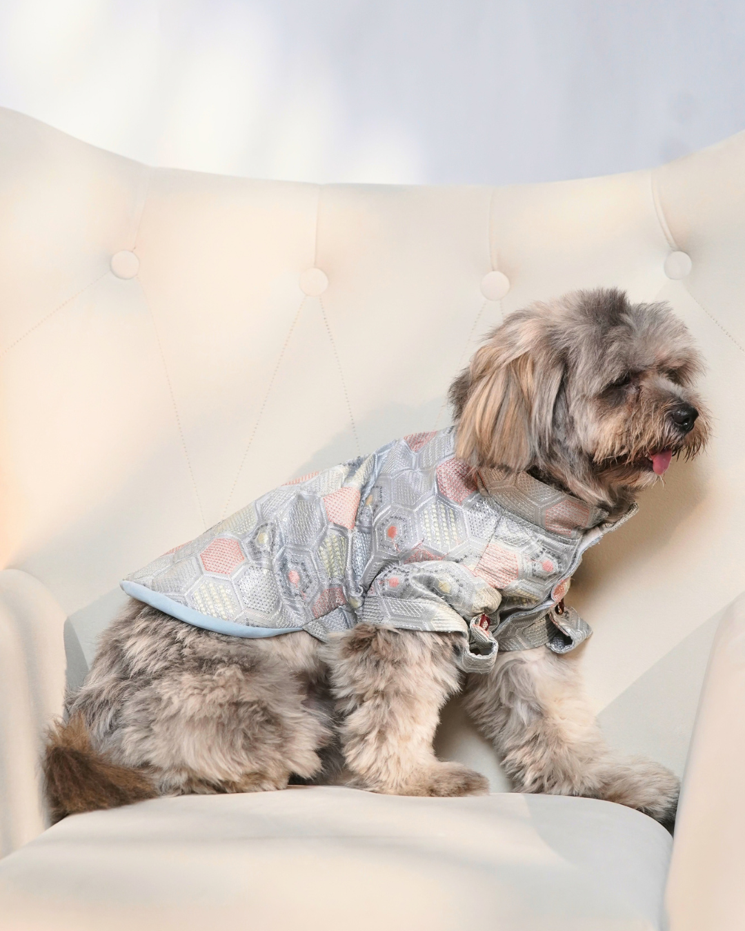 Side view of a Shih Tzu in the Chandi Mehfil dog kurta, showing the fit along the back