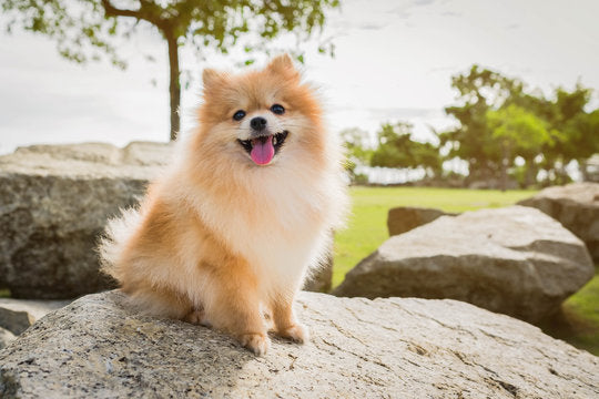 Perfect for small, fluffy companion breeds like Pomeranian