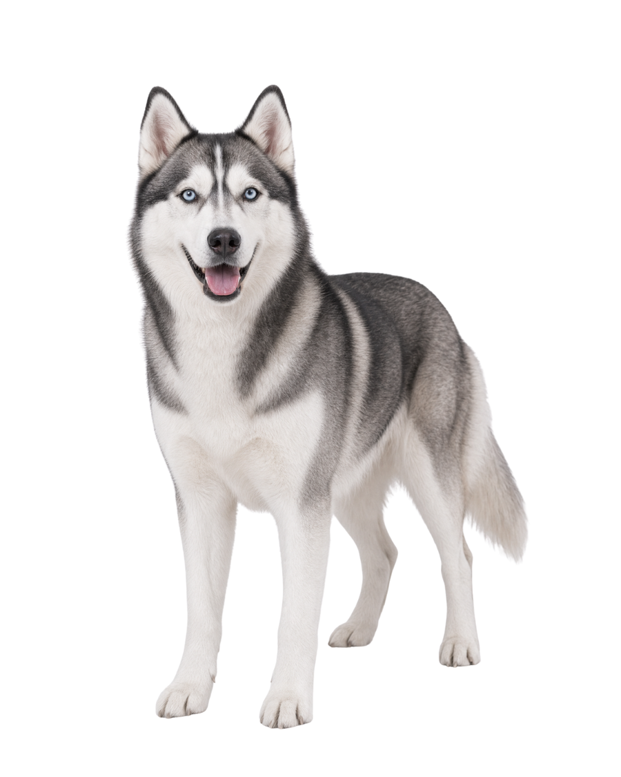 Siberian Husky