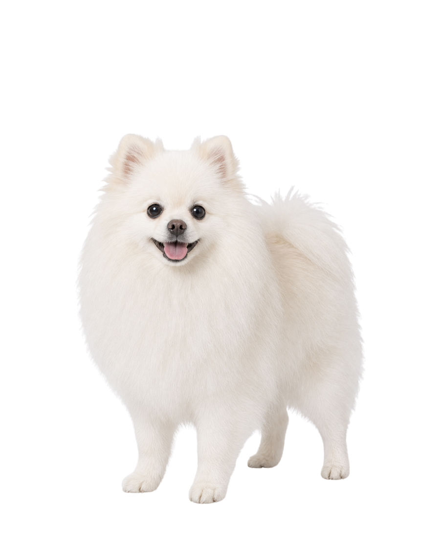 Pomeranian
