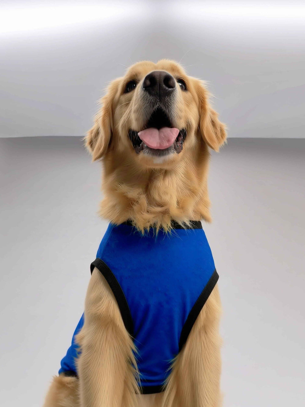 Careatic™ Born to Be Awesome Blue Dog T-Shirt for Golden Retriever - CAREATIC