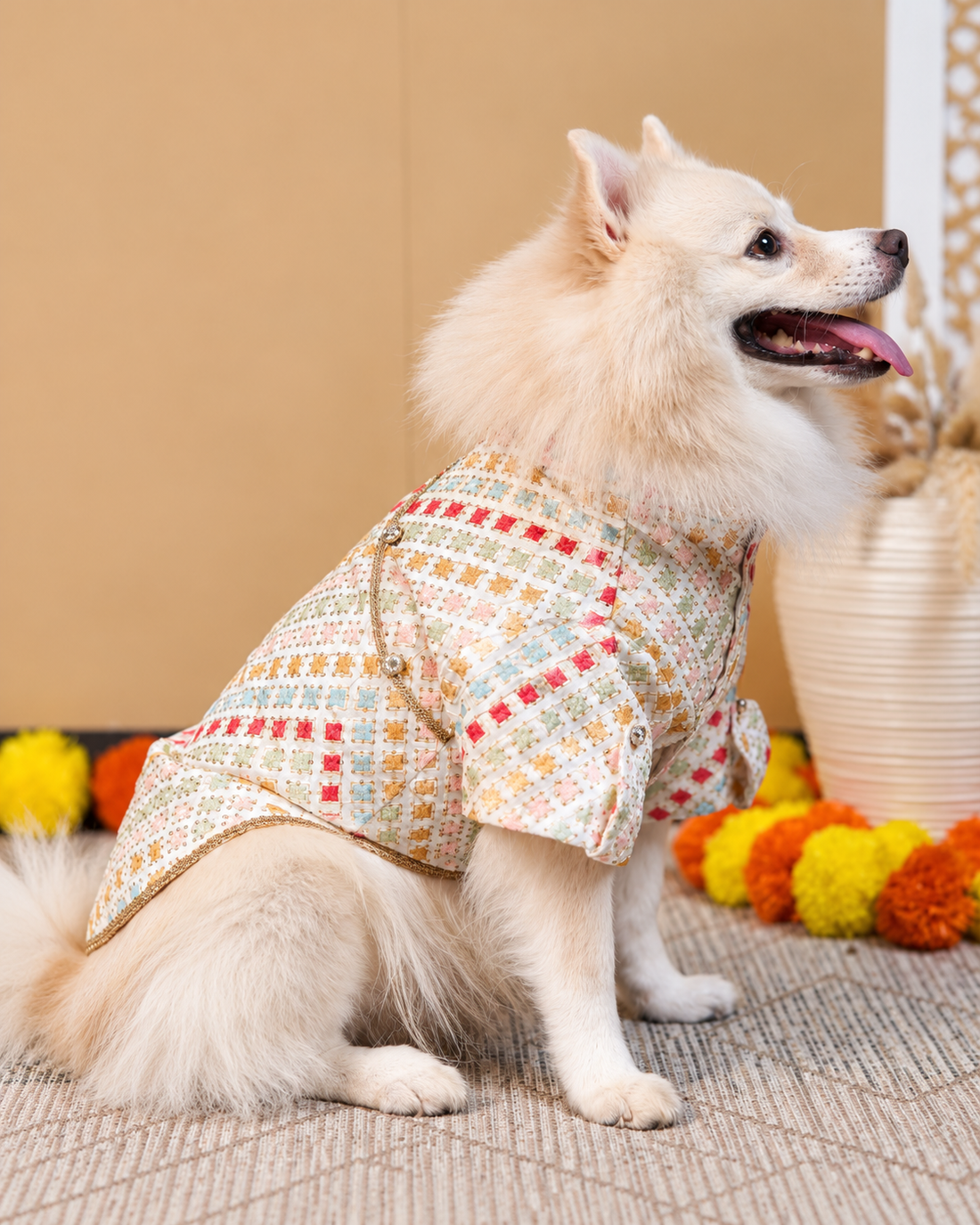 Side view of an Indian Spitz in the Satrangi dog kurta, showing the fit along the back