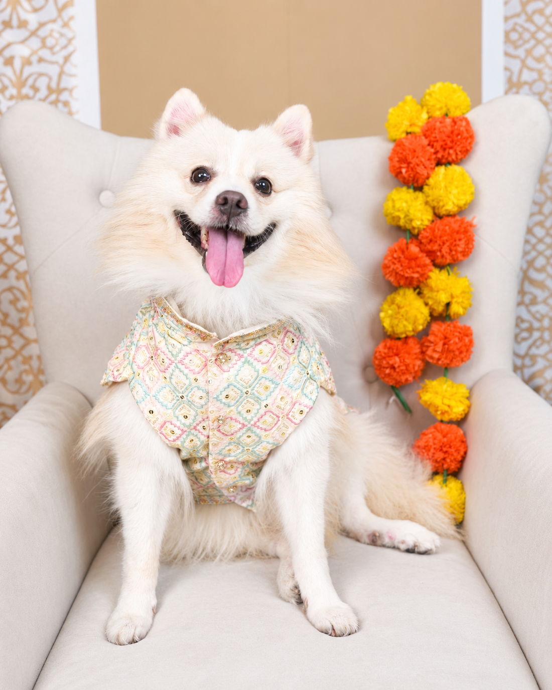 Indian Spitz on a cream armchair in the Mishri Sheesha dog kurta, ivory with a pastel diamond lattice, front view