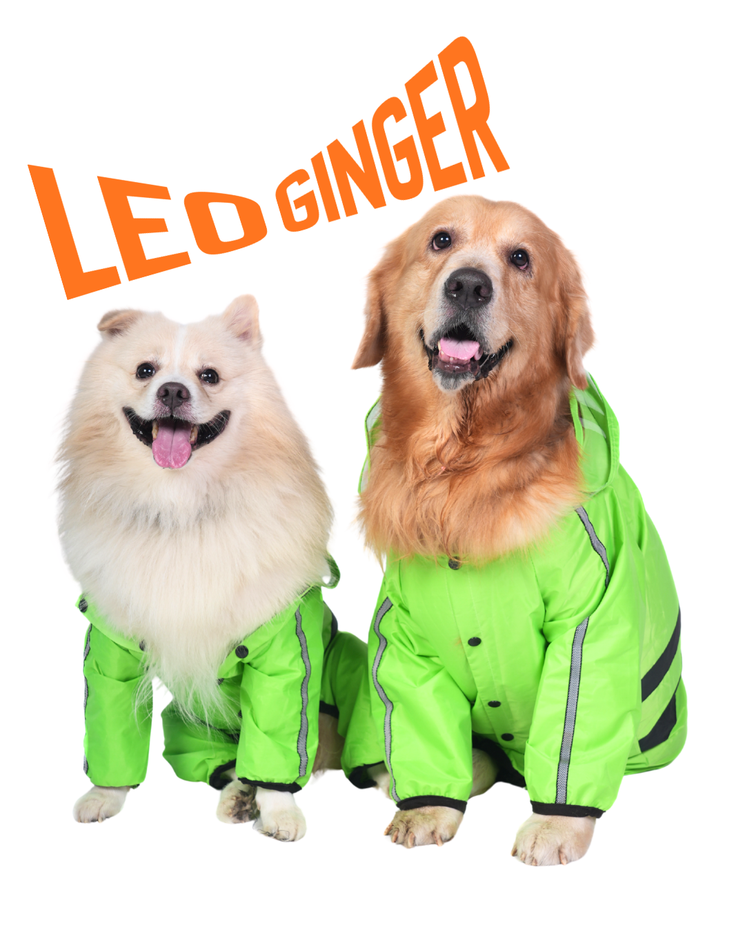 The dogs that started it — Golden + Pom