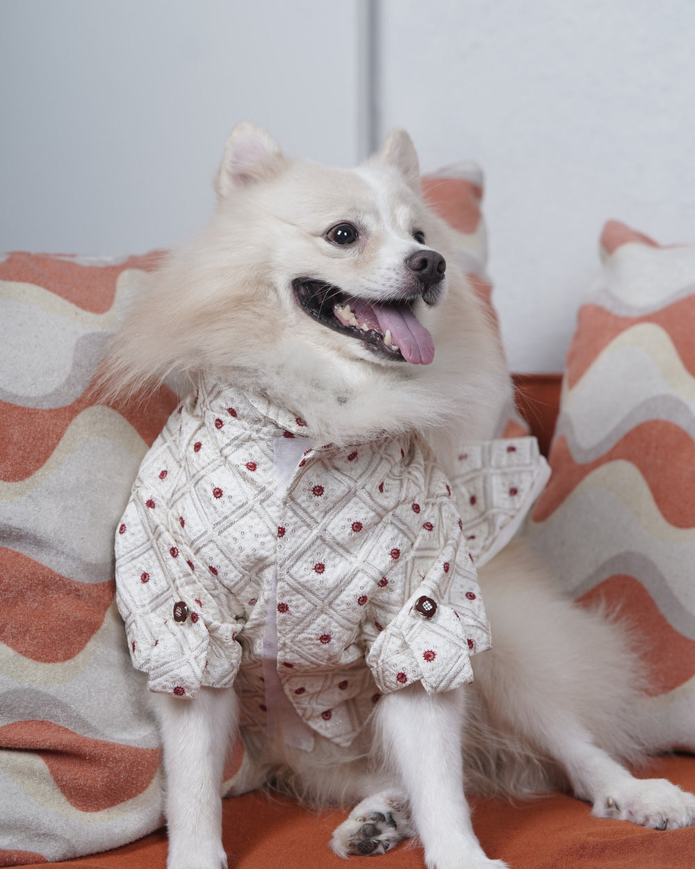 Laal Bindi dog kurta on an Indian Spitz