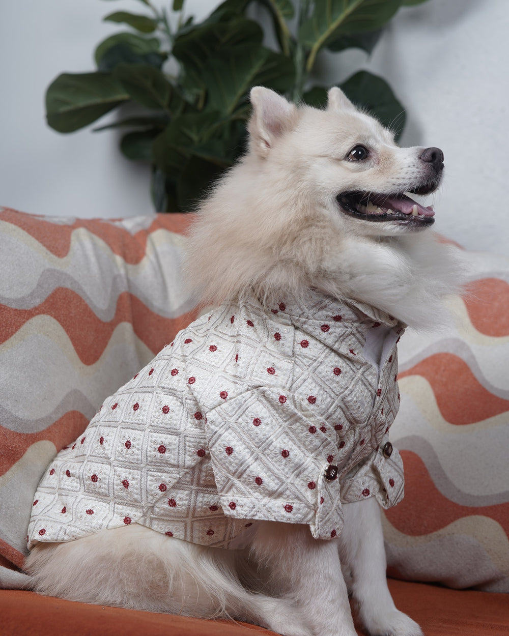 Laal Bindi dog kurta on an Indian Spitz