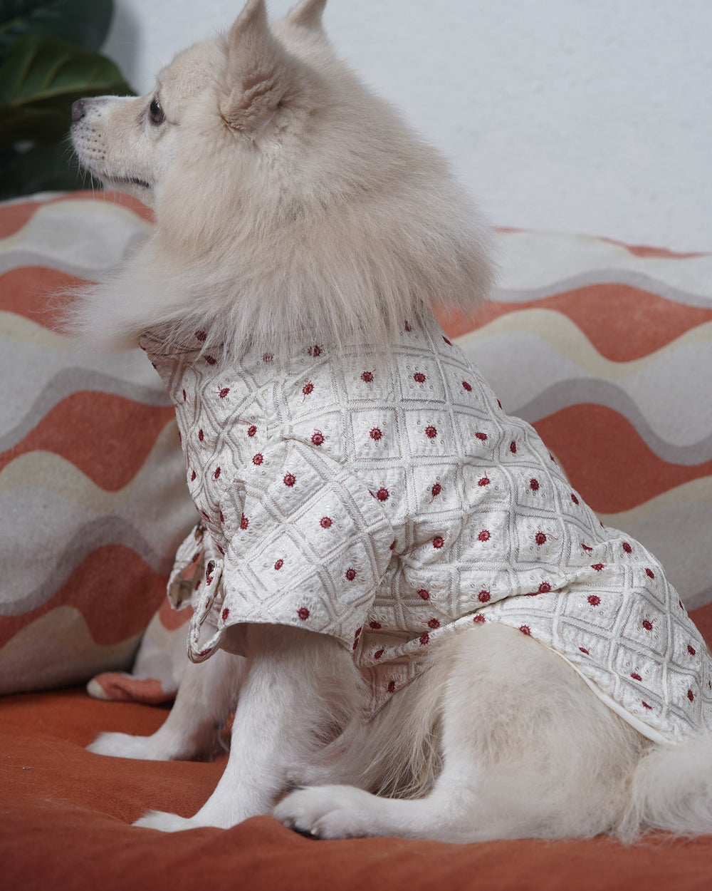 Laal Bindi dog kurta on an Indian Spitz