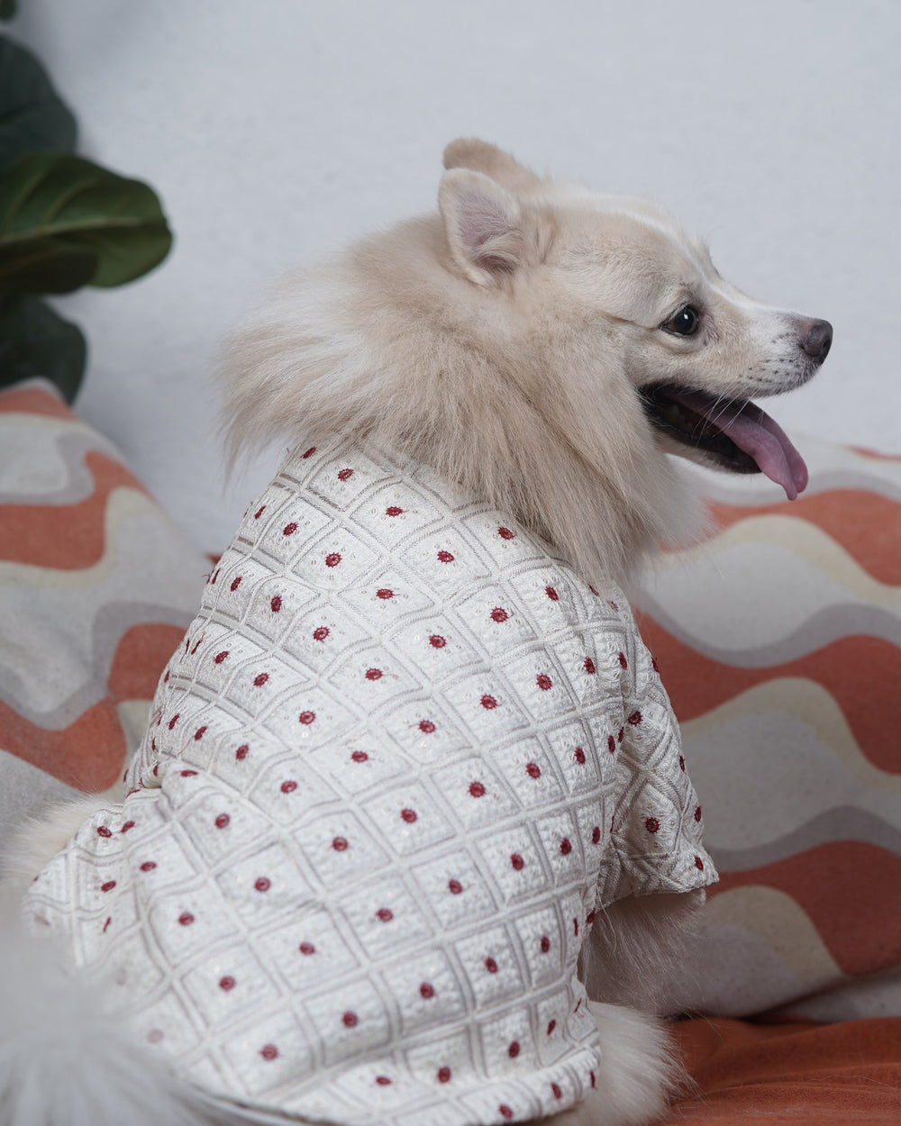 Laal Bindi dog kurta on an Indian Spitz