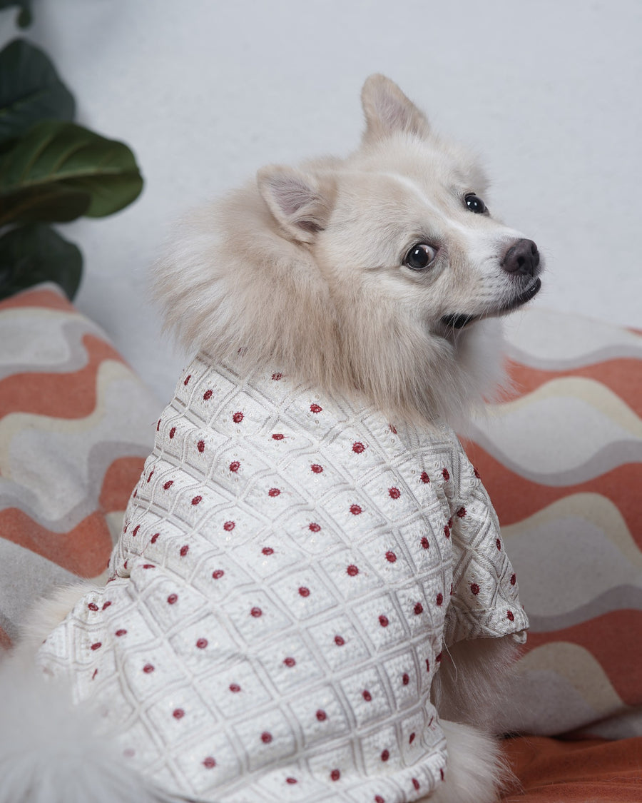 Laal Bindi dog kurta on an Indian Spitz