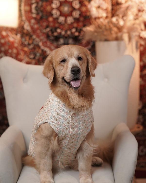 Careatic™ Ivory Chandni Dog Kurta