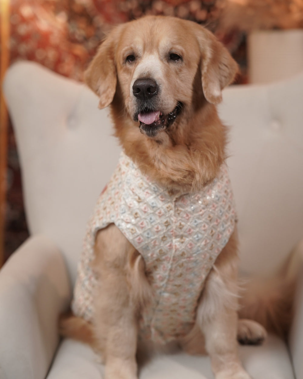 Ivory Chandni dog kurta on a Golden Retriever