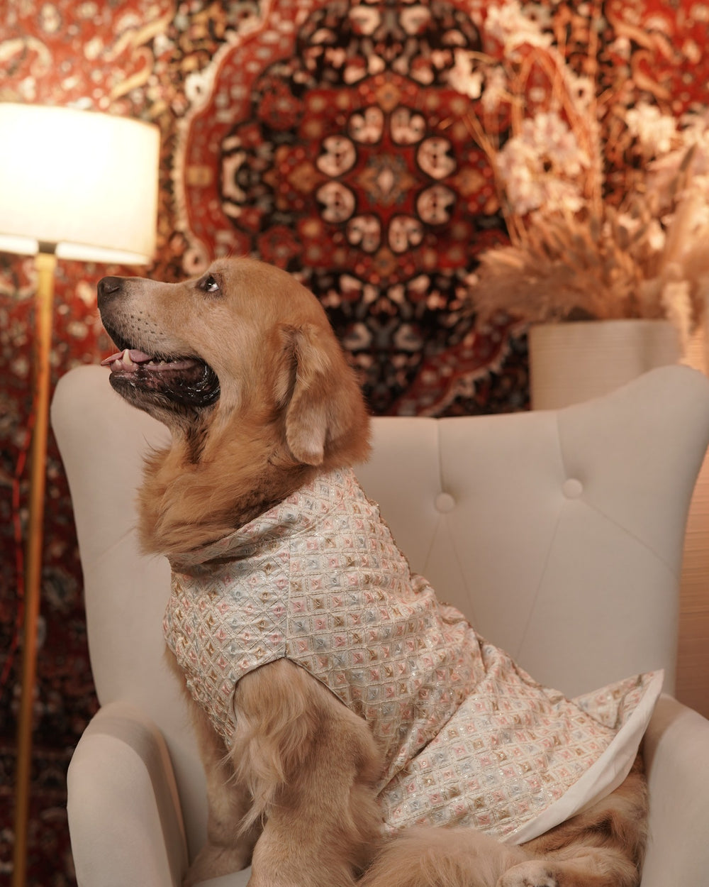 Ivory Chandni dog kurta on a Golden Retriever