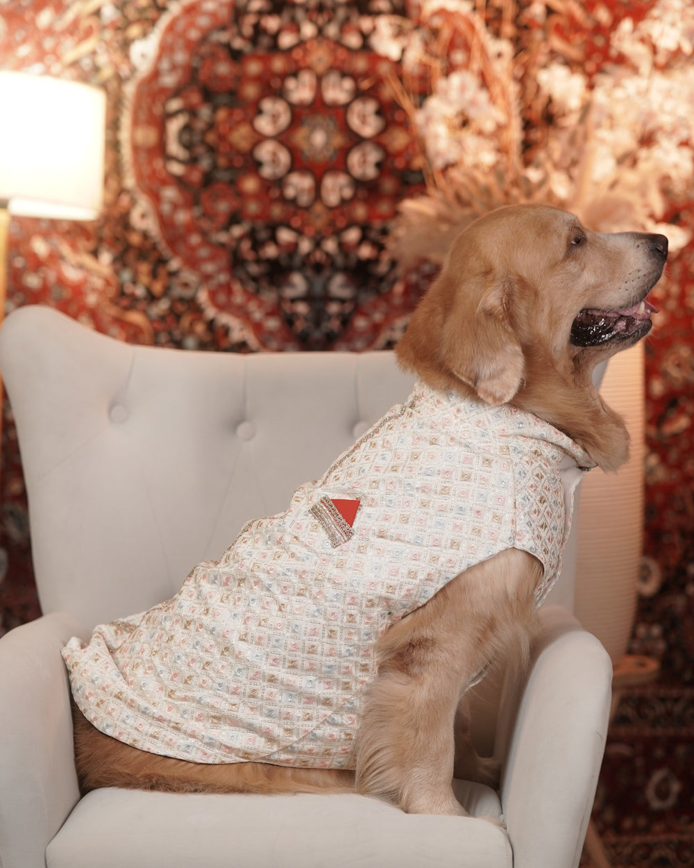 Ivory Chandni dog kurta on a Golden Retriever