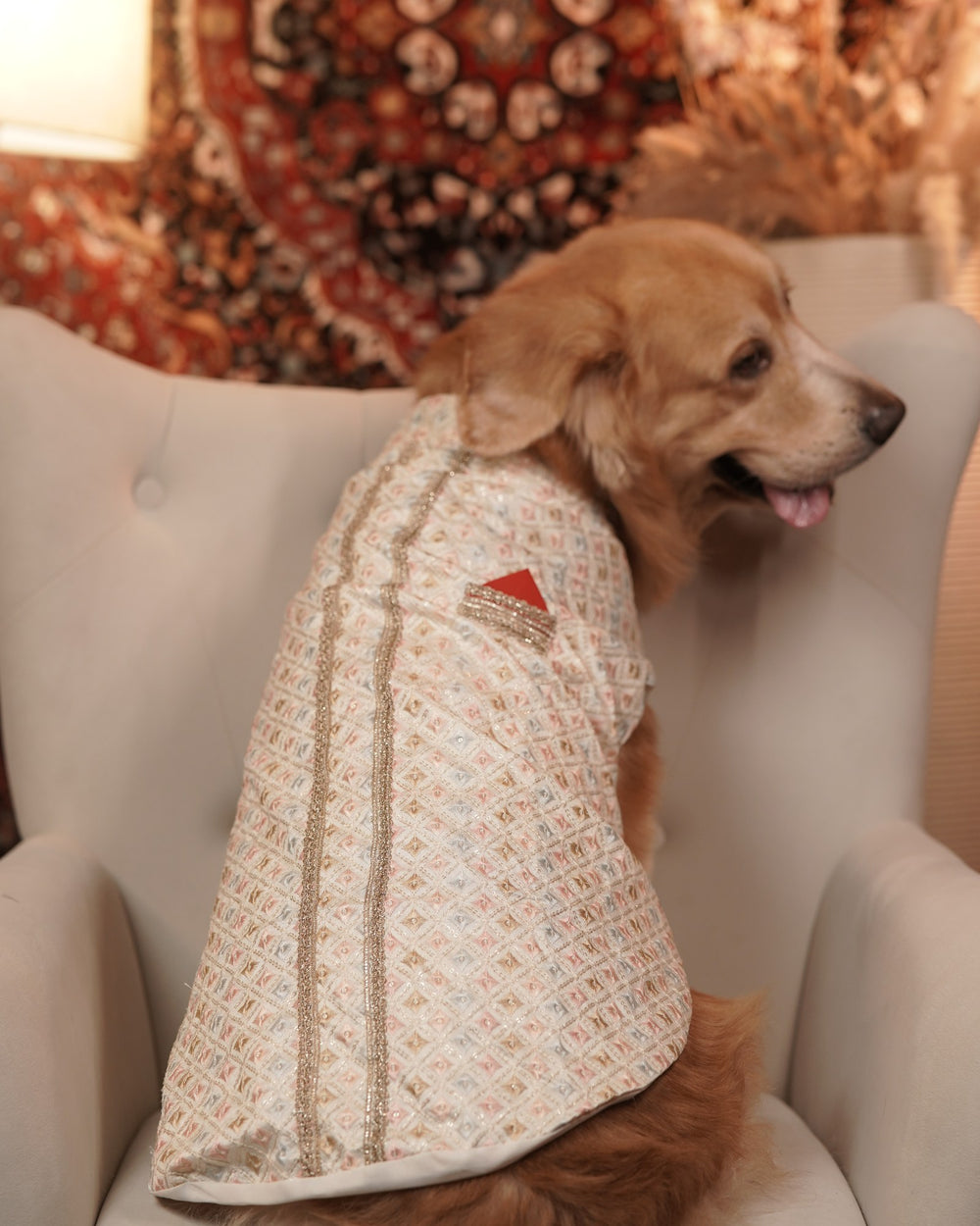 Ivory Chandni dog kurta on a Golden Retriever
