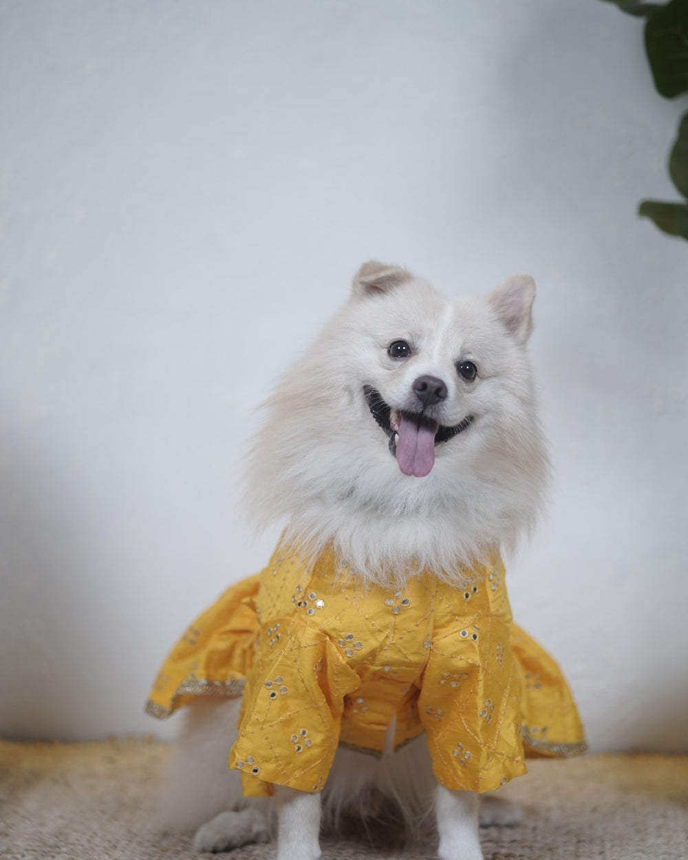 Genda Phool dog lehenga on an Indian Spitz