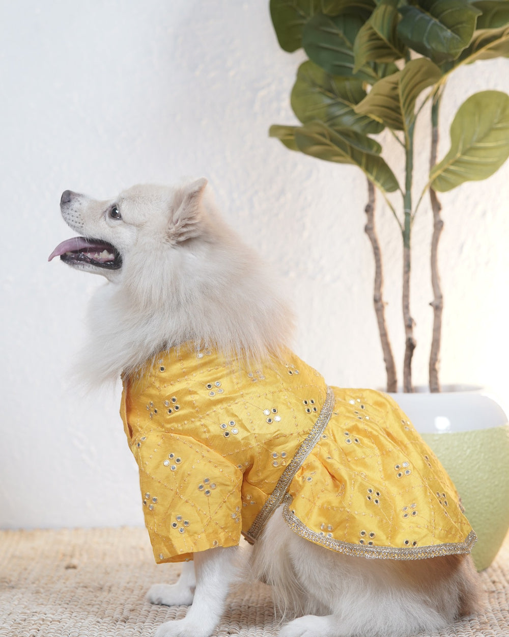 Genda Phool dog lehenga on an Indian Spitz