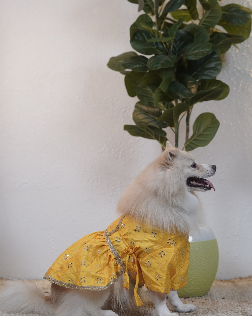 Genda Phool dog lehenga on an Indian Spitz