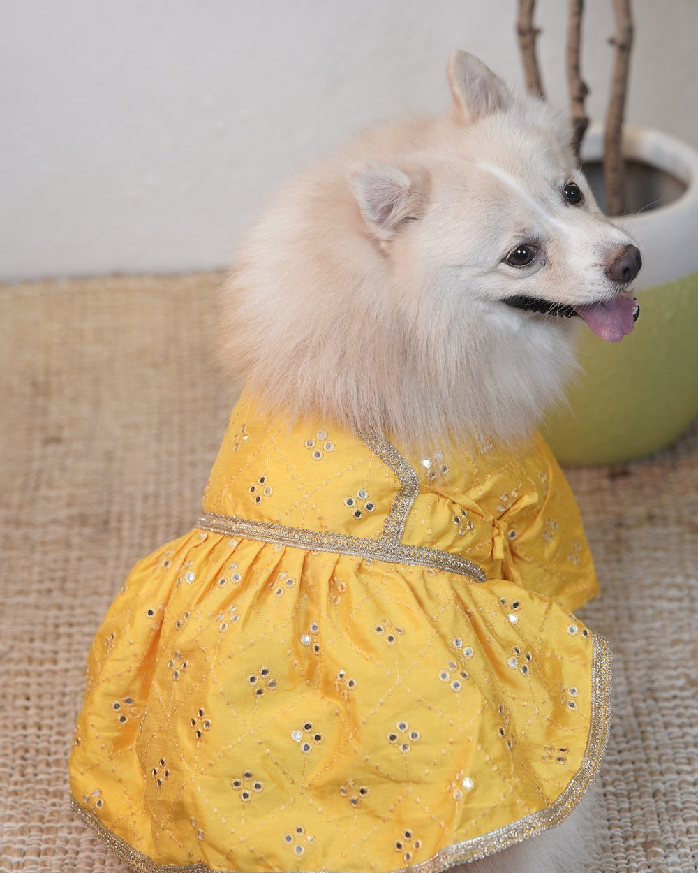 Genda Phool dog lehenga on an Indian Spitz