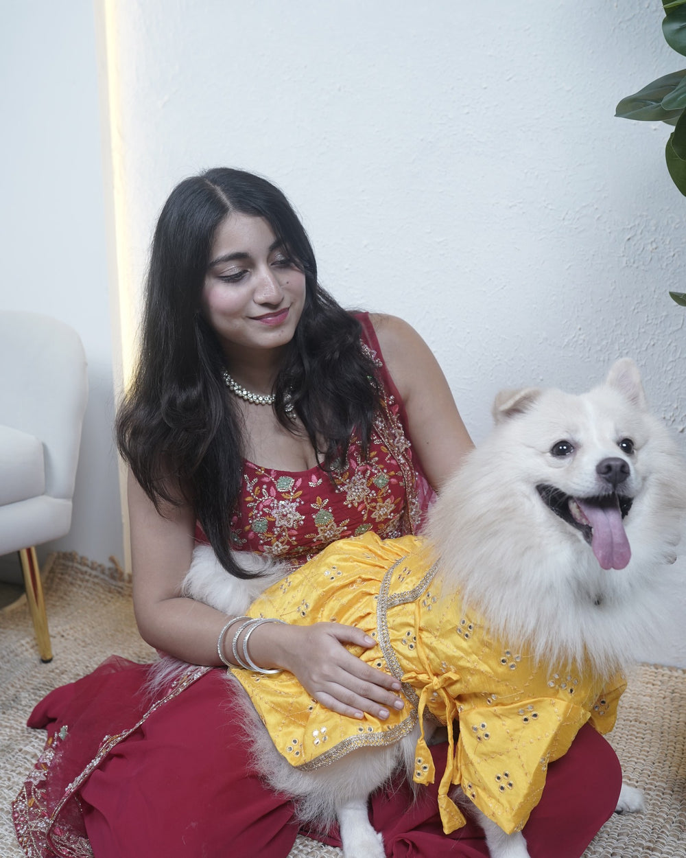 Genda Phool dog lehenga on an Indian Spitz