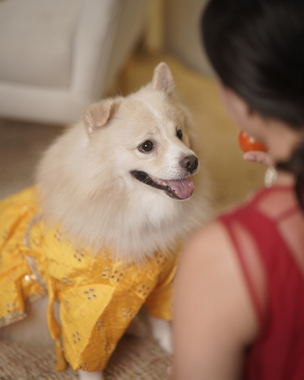 Genda Phool dog lehenga on an Indian Spitz