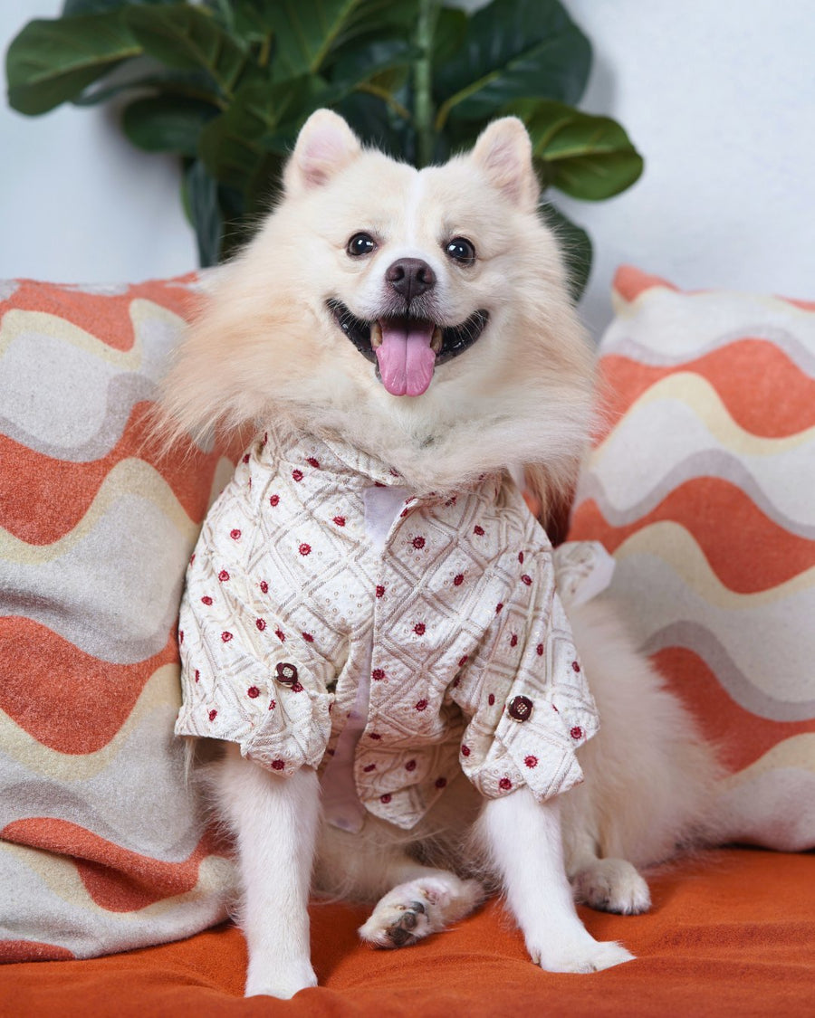 Dog wearing the Careatic Laal Bindi kurta