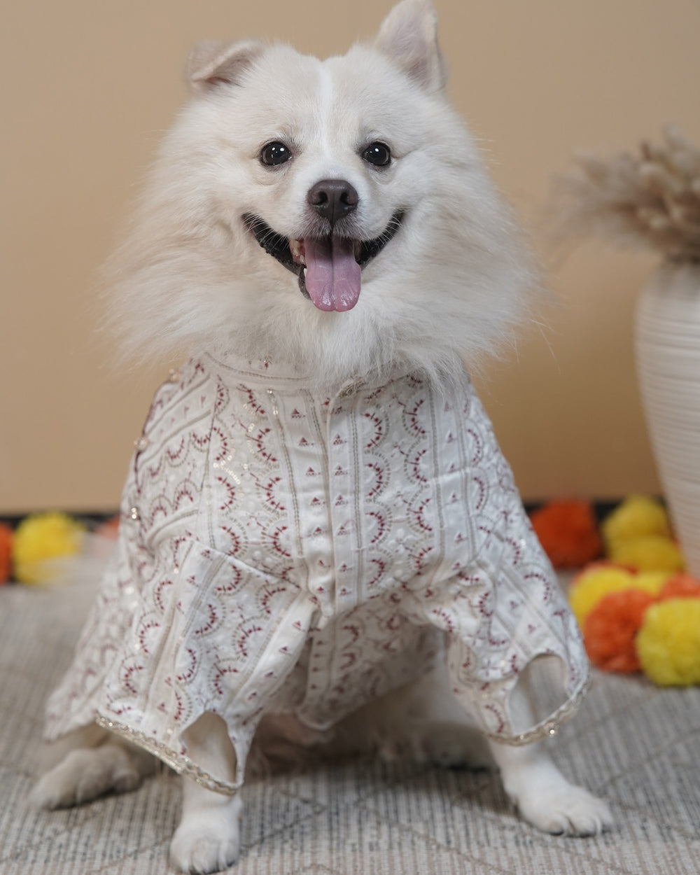 Laal Mehrab dog kurta on an Indian Spitz