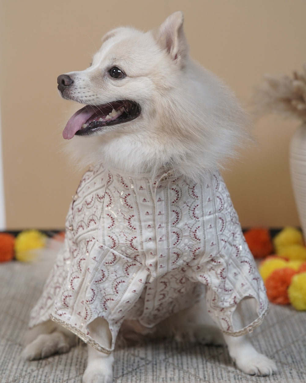 Laal Mehrab dog kurta on an Indian Spitz