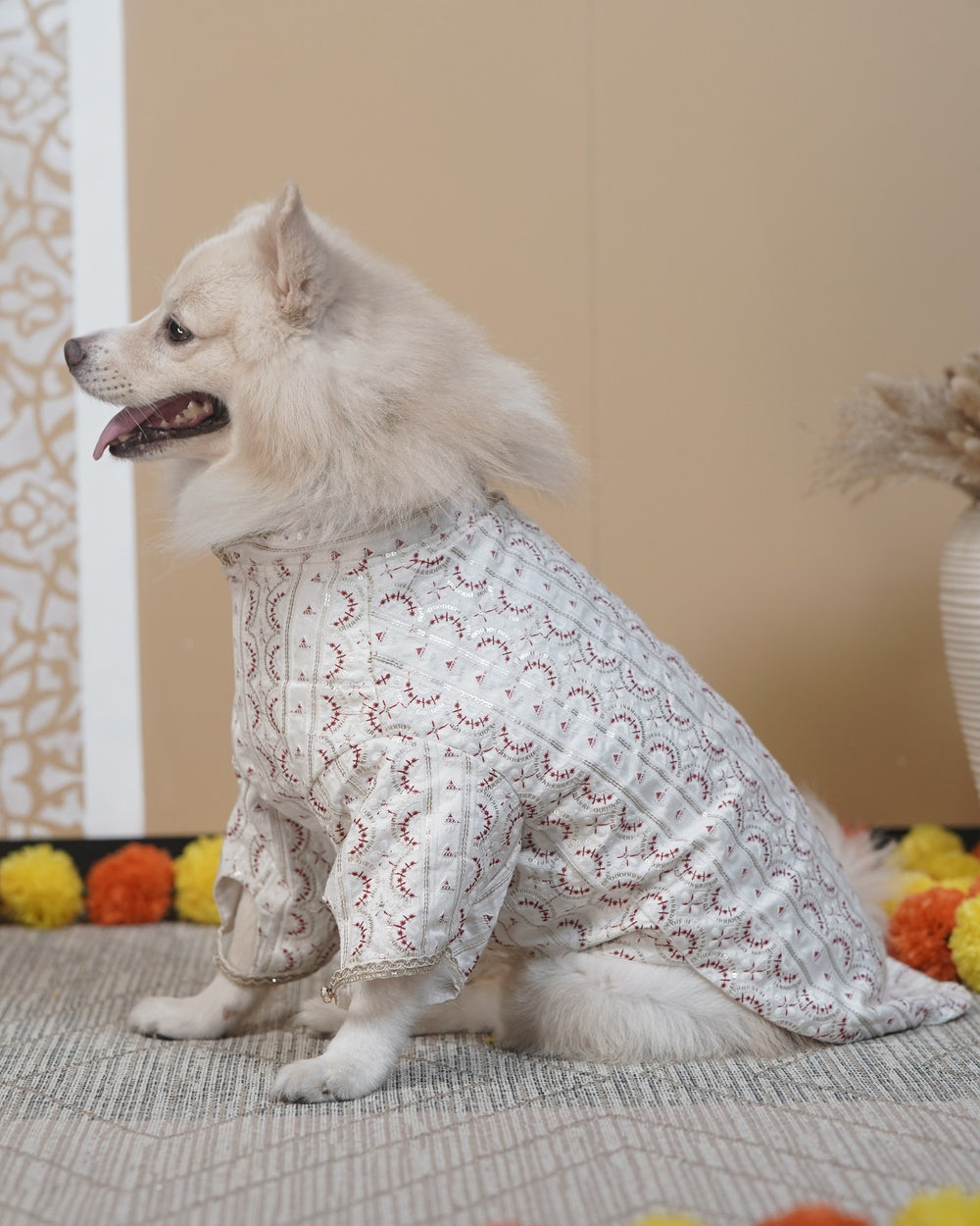 Laal Mehrab dog kurta on an Indian Spitz