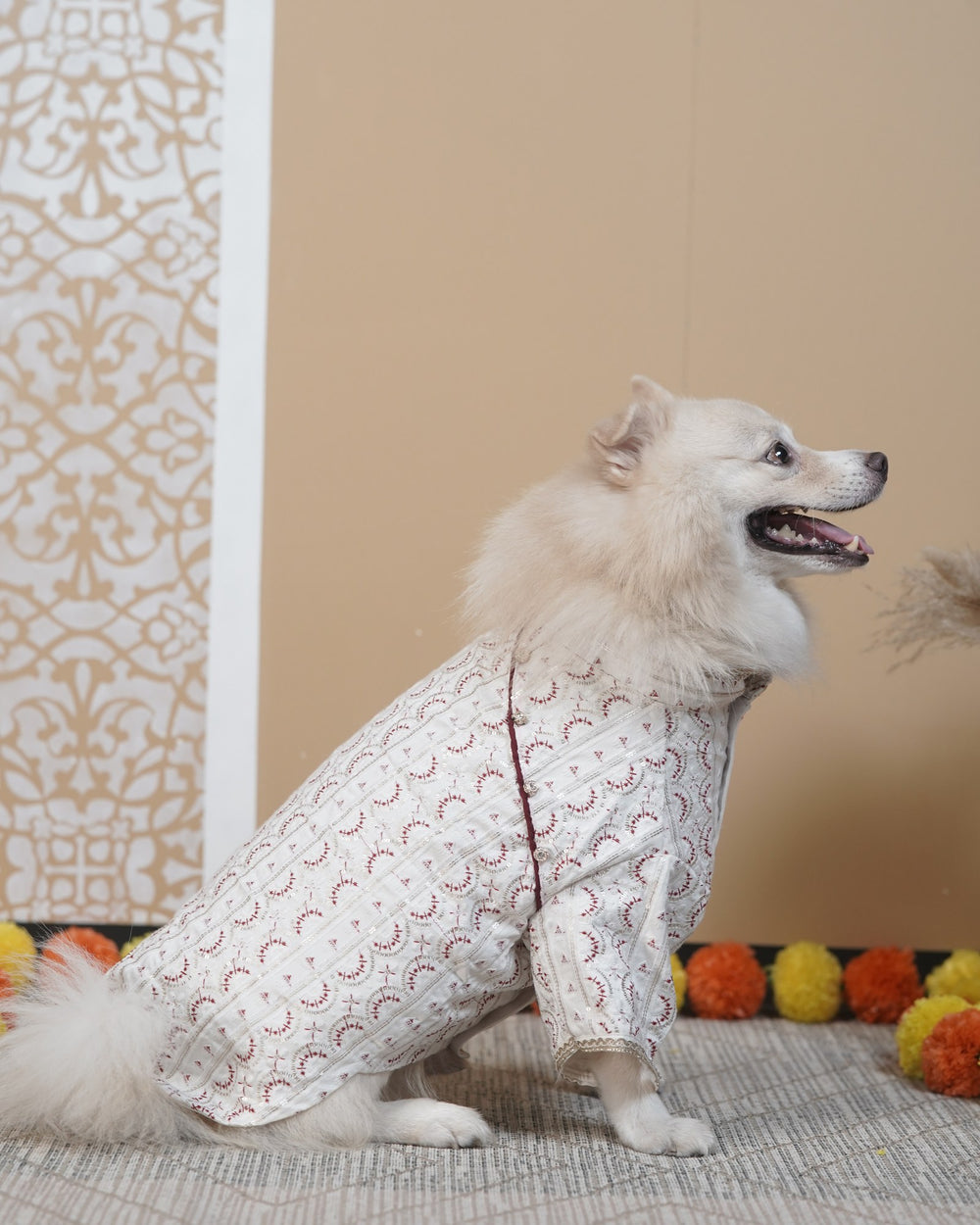 Laal Mehrab dog kurta on an Indian Spitz