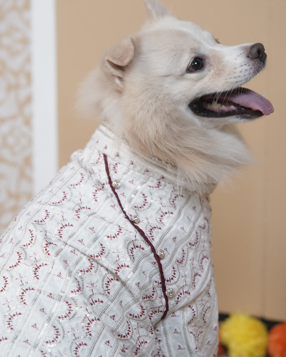 Laal Mehrab dog kurta on an Indian Spitz