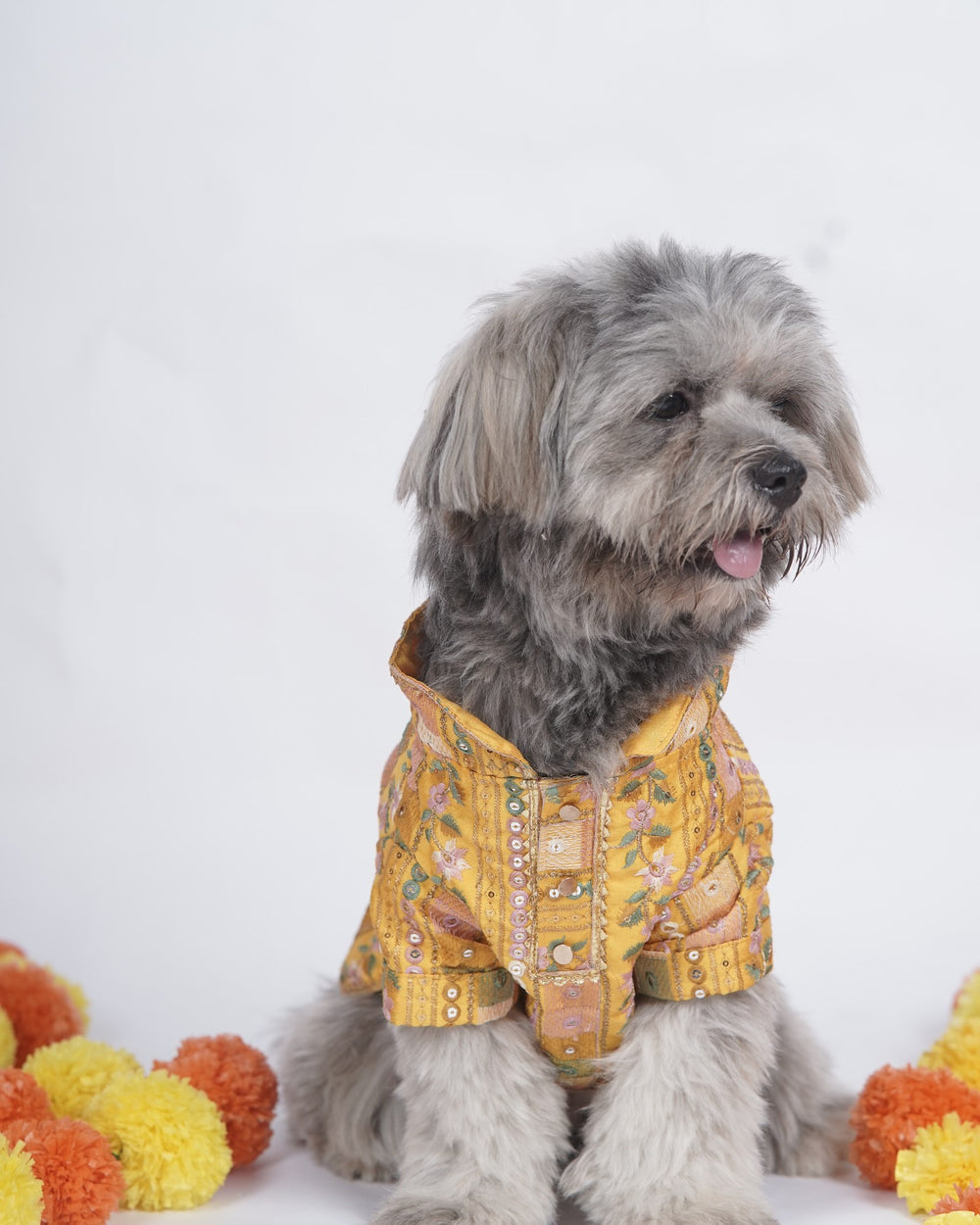 Mela Mustard dog kurta on a Shih Tzu