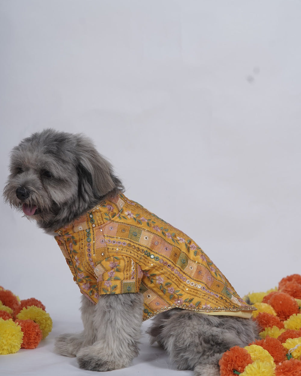 Mela Mustard dog kurta on a Shih Tzu