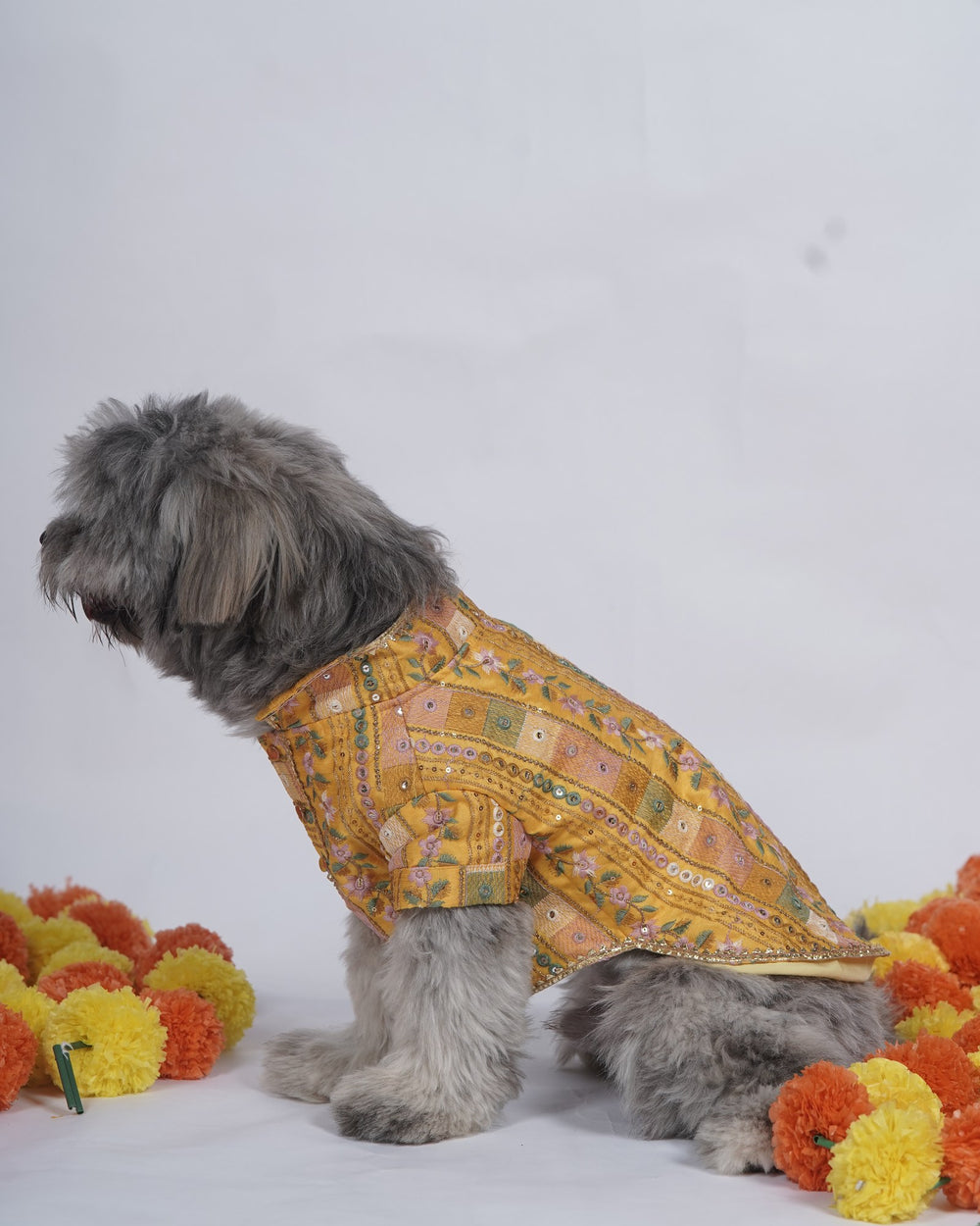 Mela Mustard dog kurta on a Shih Tzu