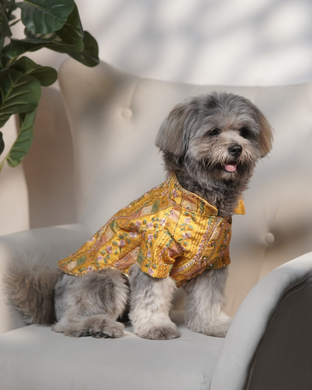 Mela Mustard dog kurta on a Shih Tzu