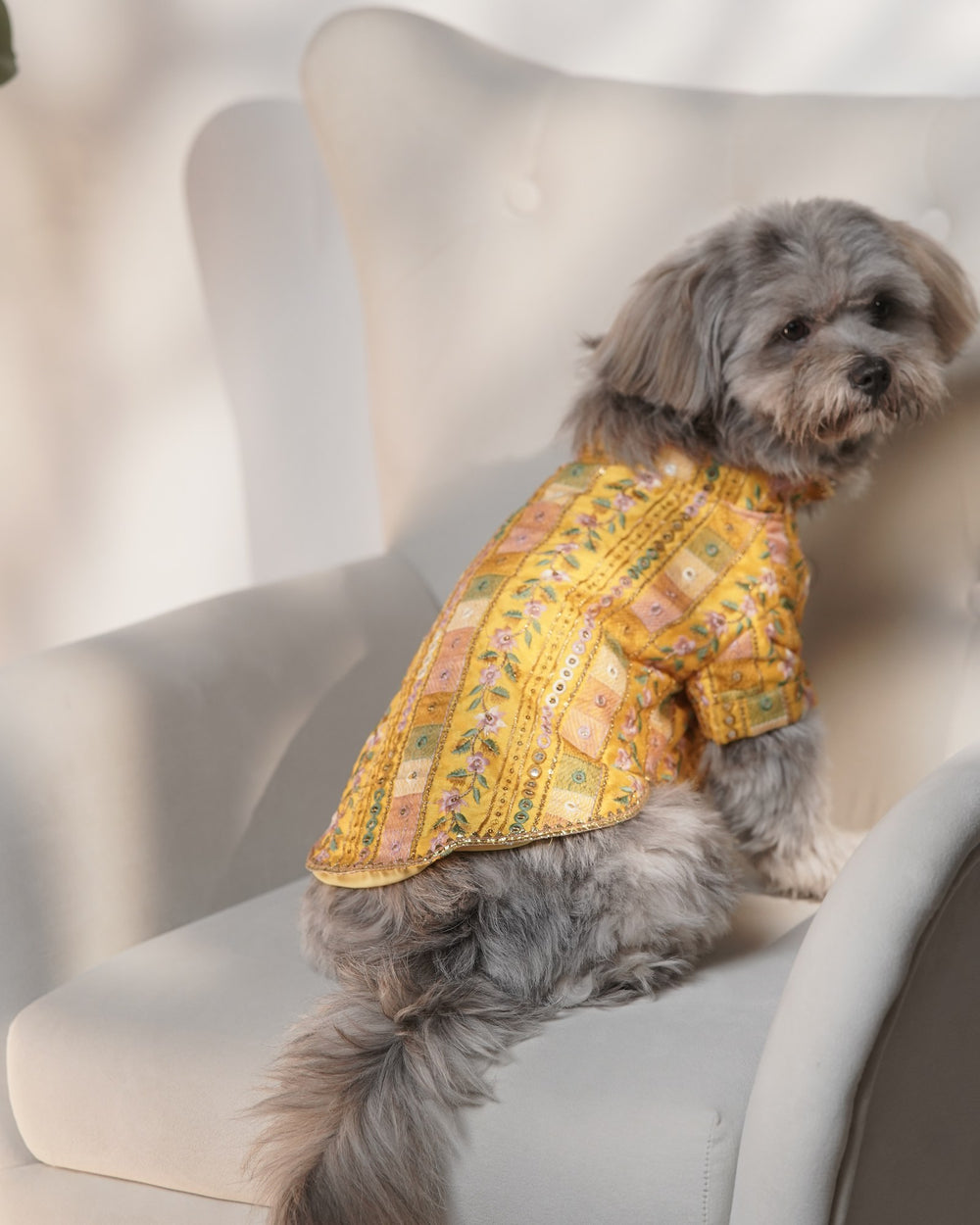 Mela Mustard dog kurta on a Shih Tzu