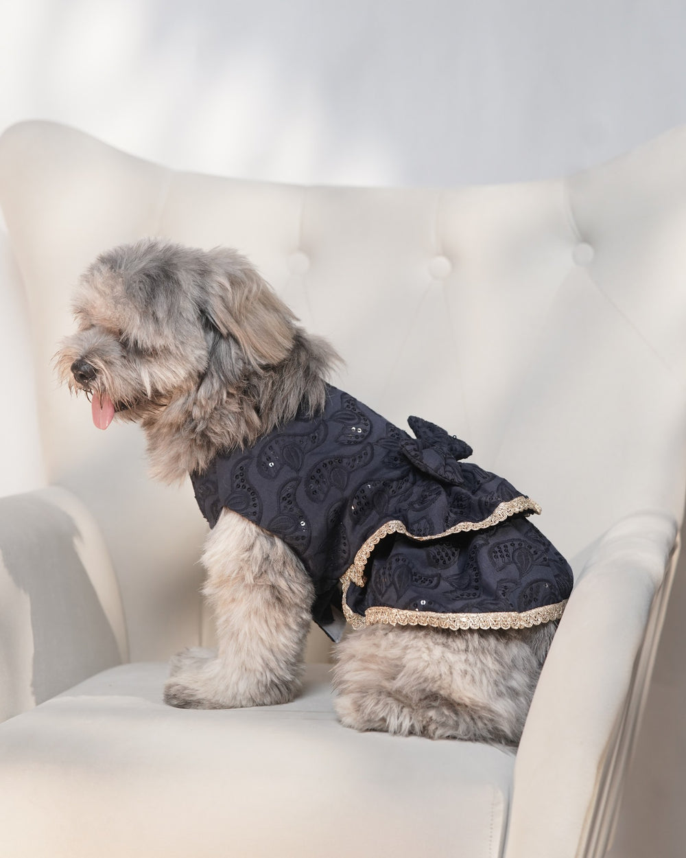 Midnight Ghera dog lehenga on a Shih Tzu