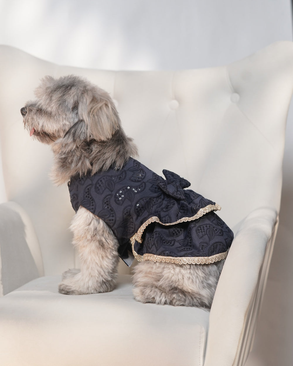 Midnight Ghera dog lehenga on a Shih Tzu