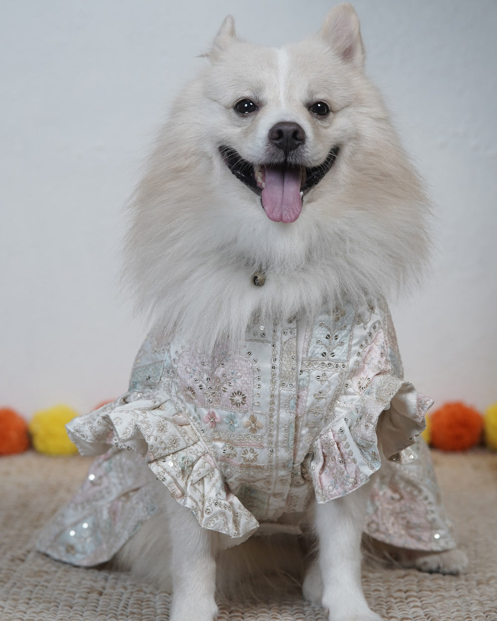 Mogra Ghera dog lehenga on an Indian Spitz