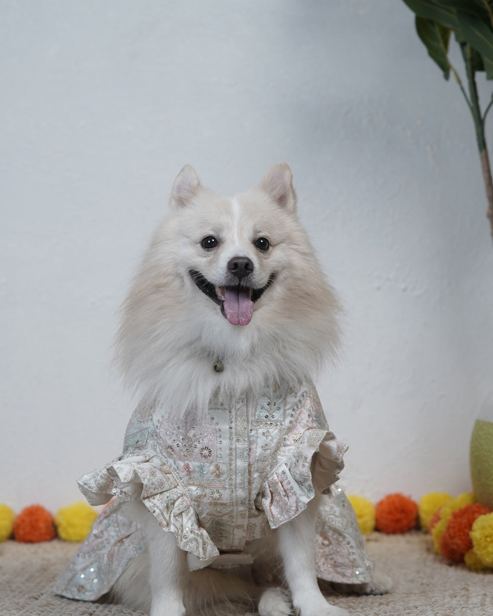 Mogra Ghera dog lehenga on an Indian Spitz