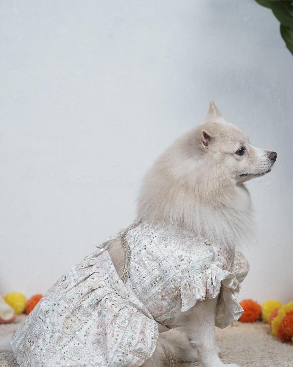 Mogra Ghera dog lehenga on an Indian Spitz