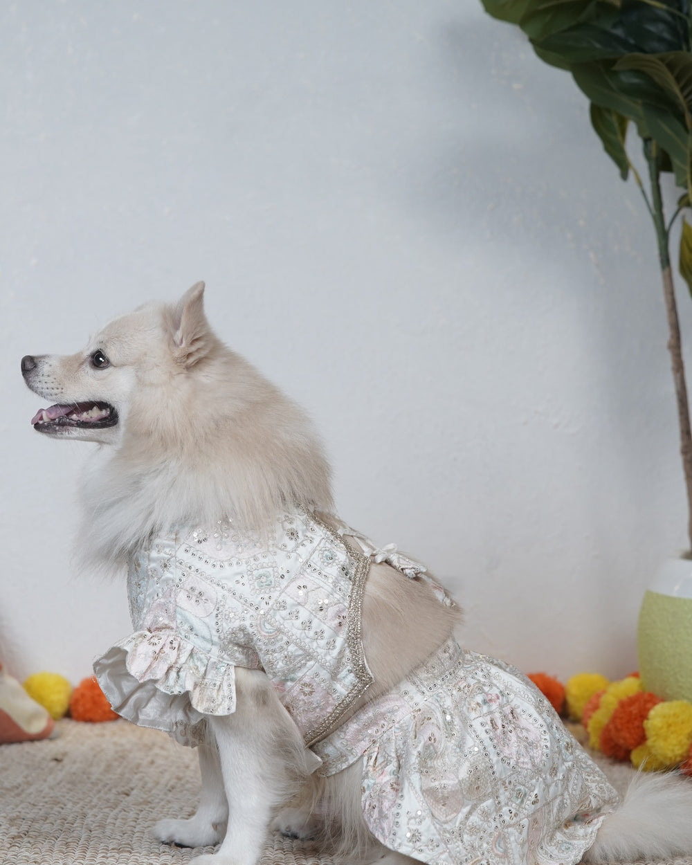 Mogra Ghera dog lehenga on an Indian Spitz