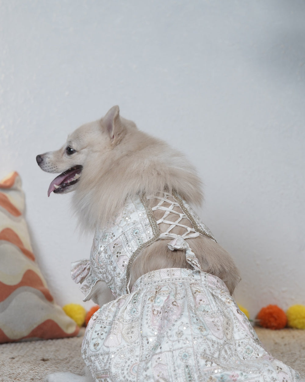 Mogra Ghera dog lehenga on an Indian Spitz