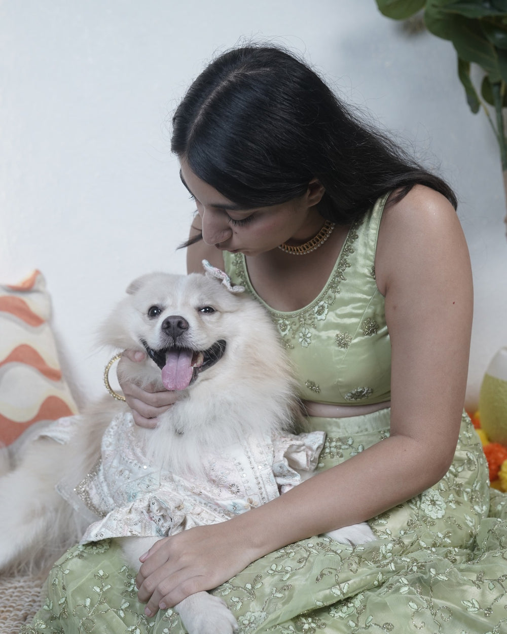 Mogra Ghera dog lehenga on an Indian Spitz
