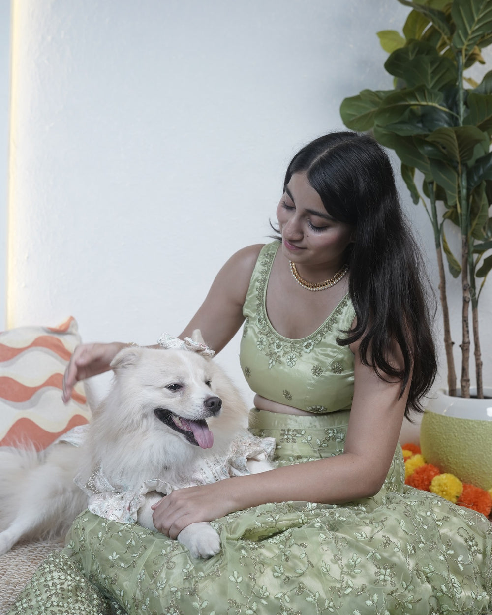 Mogra Ghera dog lehenga on an Indian Spitz